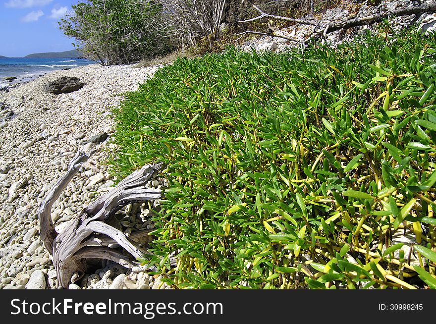 Beautiful green sea purslane plant growing on tropical Caribbean island beach
