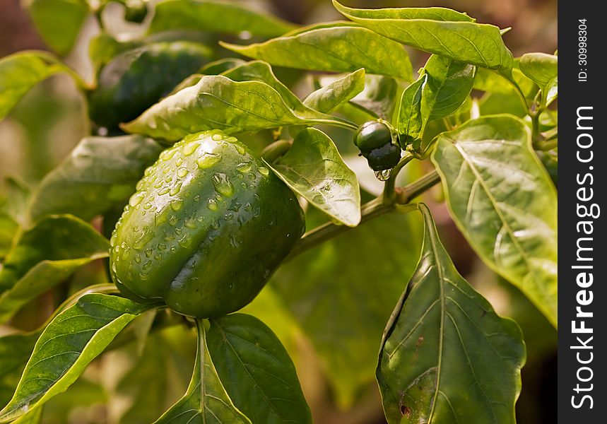 Fresh green produce growing organic healthy capsicum in garden. Fresh green produce growing organic healthy capsicum in garden