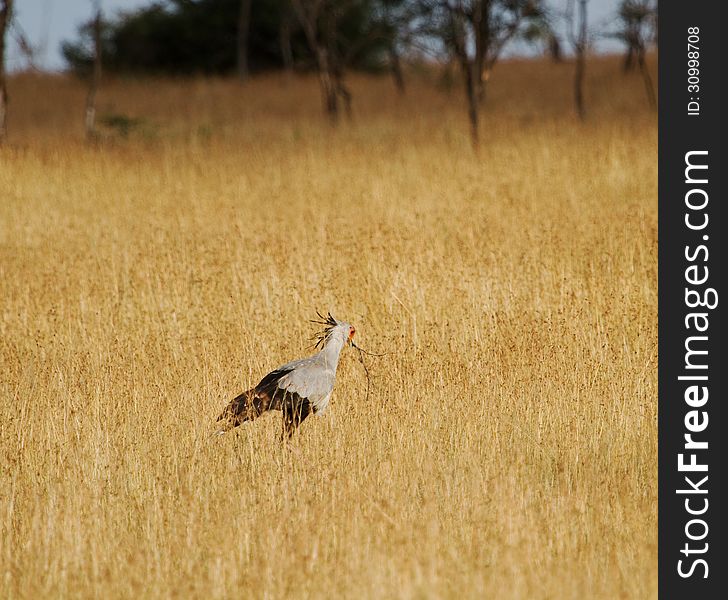 Secretary bird carrying grass in Africa