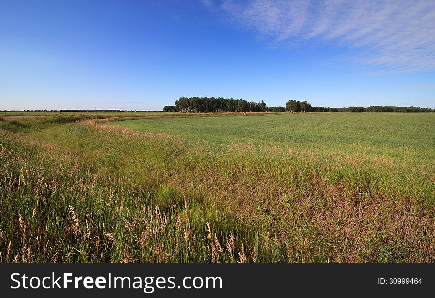 Summer landscape with green field and blue sky. Omsk Region. Russia.