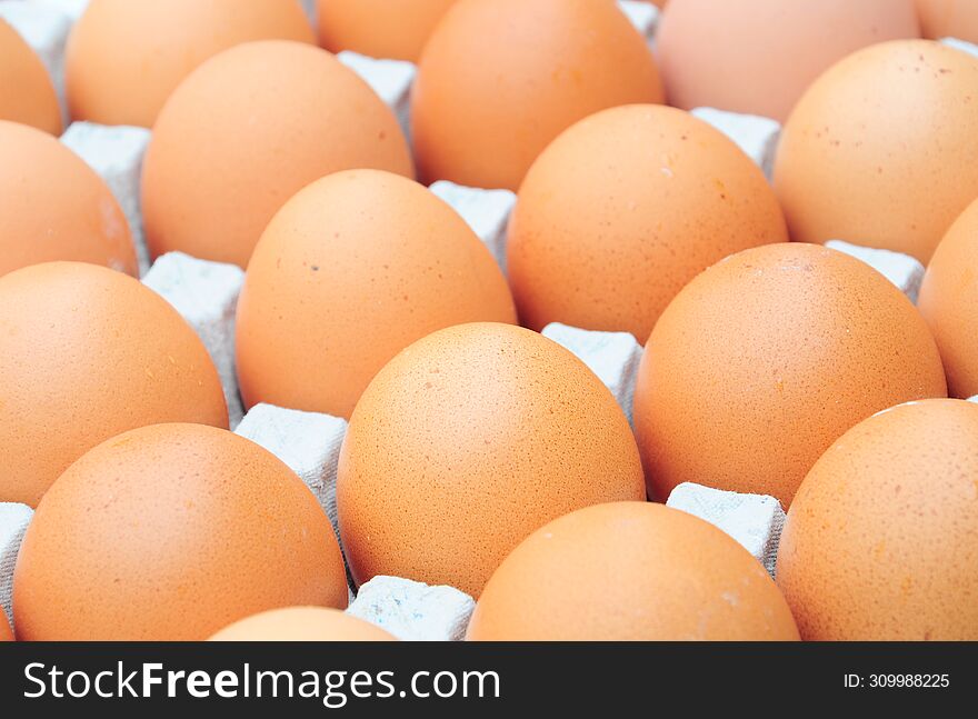 the fresh chicken organic brown eggs on carton