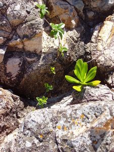Plant Life Among The Rocks Royalty Free Stock Photography Plant Life Among The Rocks Royalty Free Stock Photography