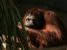 Orangutan Royalty Free Stock Image