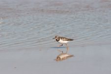 Plover On The Beach Royalty Free Stock Photo Plover On The Beach Royalty Free Stock Photo