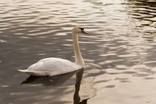 Quiet Pond Swan Royalty Free Stock Image