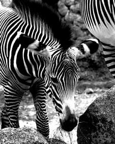 Zebra Colt Stock Images Zebra Colt Stock Images
