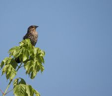 Perched Bird Stock Photography
