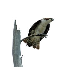 Perched Osprey Stock Photography