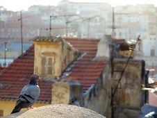 Dove In The Old Town. Royalty Free Stock Photography Dove In The Old Town. Royalty Free Stock Photography