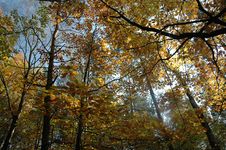 Autumn Forest Stock Photo Autumn Forest Stock Photo