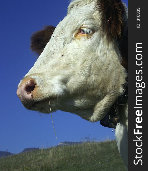 A cow was eating grass in the mountain