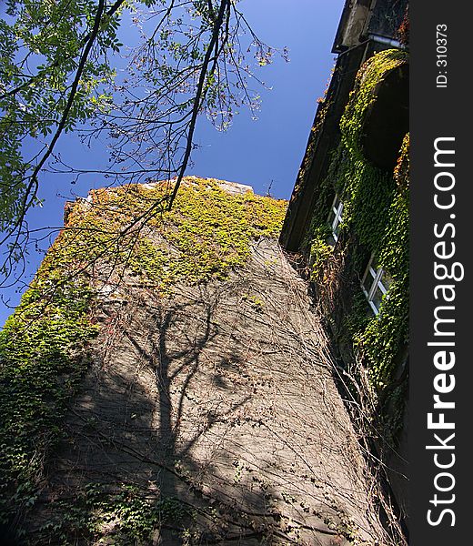 Tree shadows on the wall covered with grapevine 1028_05