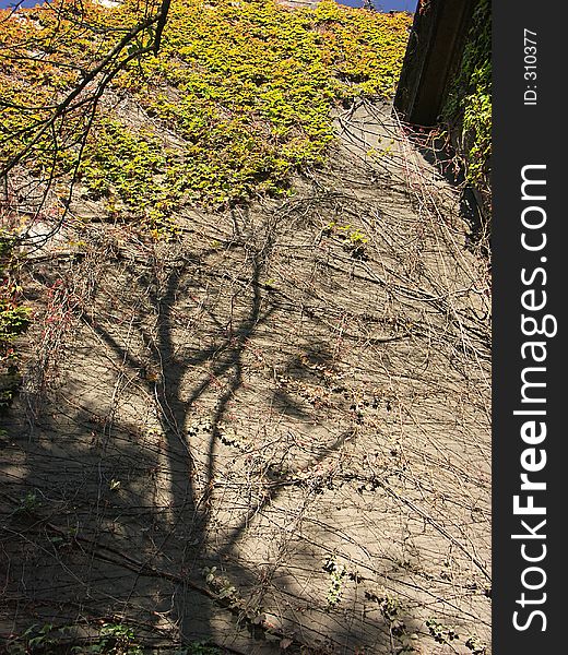 Tree shadows on the wall covered with grapevine 1028_06