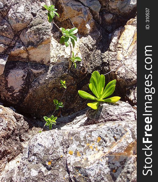 Plant life among the rocks