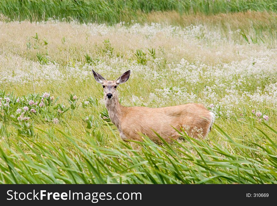 A mule deer (doe) peeks out of the high grass at the Alamose National Wildlife Refuge in Colorado - horizontal orientation. A mule deer (doe) peeks out of the high grass at the Alamose National Wildlife Refuge in Colorado - horizontal orientation.