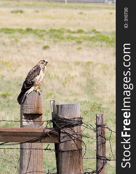 An immature male Harris Hawk perches on a post for a barbed wire ranch fence in northern New Mexico. An immature male Harris Hawk perches on a post for a barbed wire ranch fence in northern New Mexico