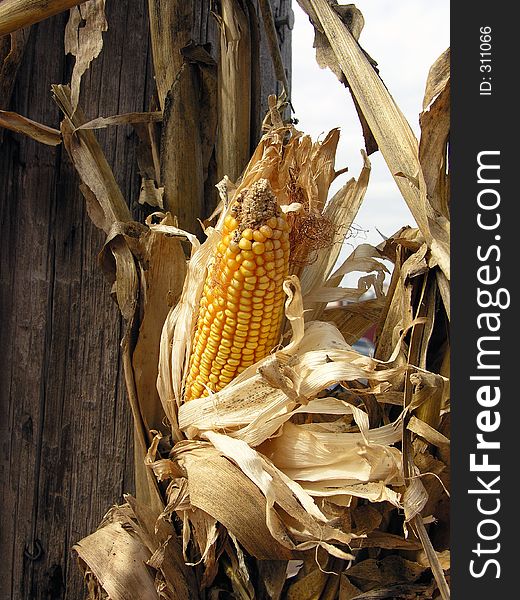 Golden corn hangs on the dried stalks blowing in the fall breeze.