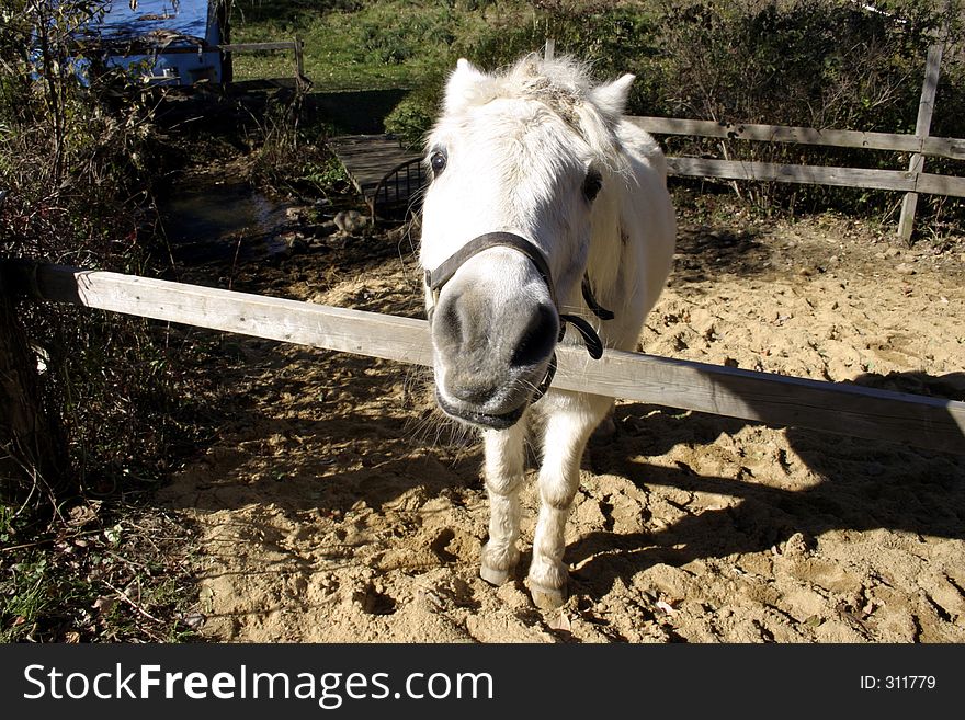 White miniature horse visiting from her roadside pen on a rural farm. White miniature horse visiting from her roadside pen on a rural farm.