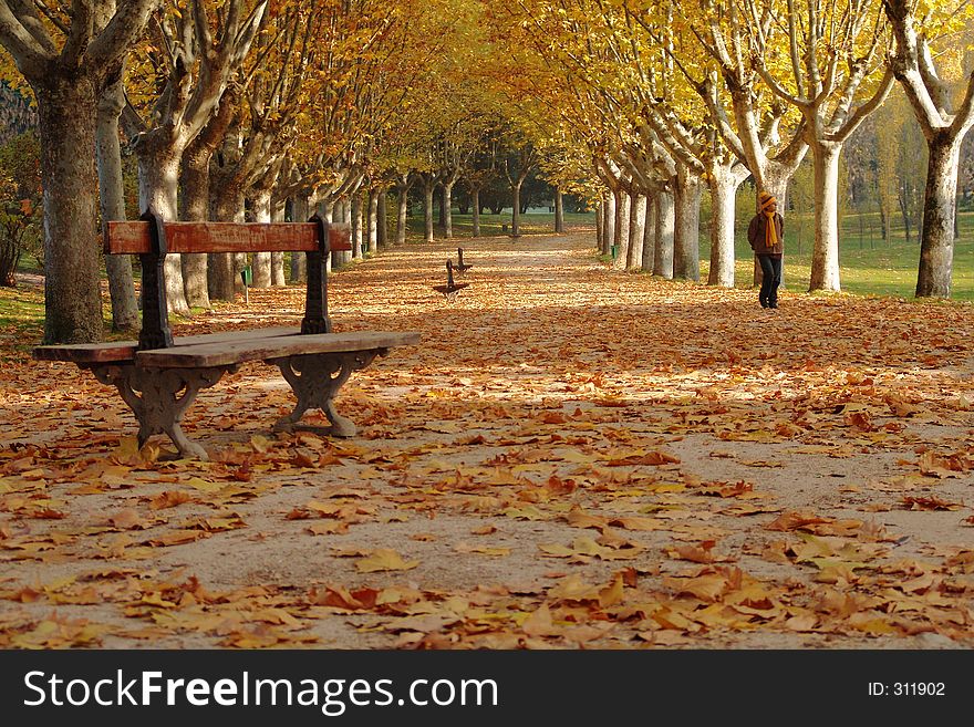 One person walking at a park in autumn. One person walking at a park in autumn.