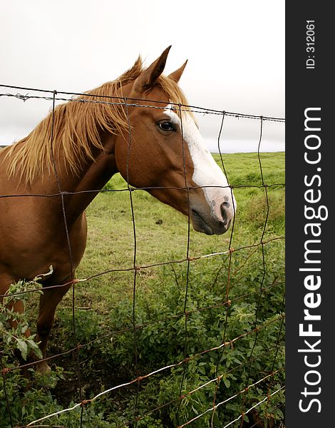 Horse behind wire fence in Hawaii. Horse behind wire fence in Hawaii