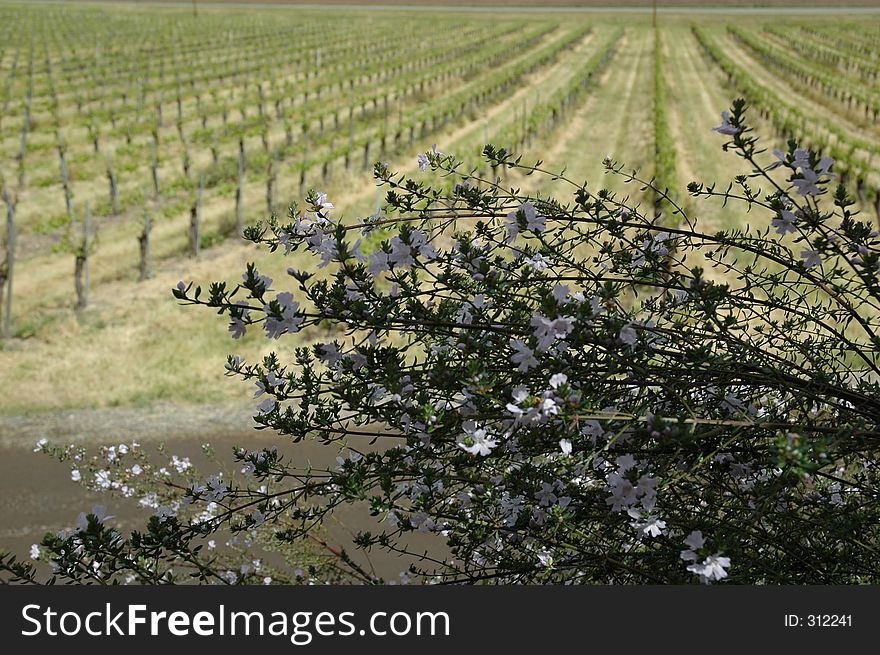 Grape vines in Solvang. Grape vines in Solvang