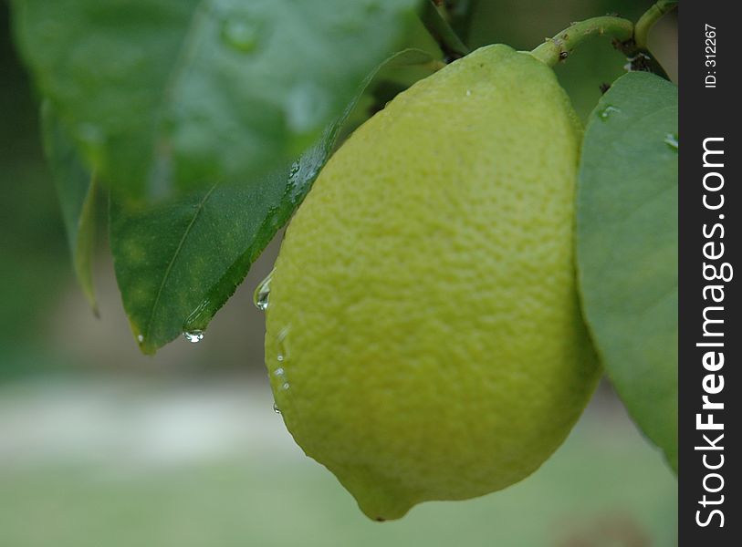 Lemon on a tree. Lemon on a tree