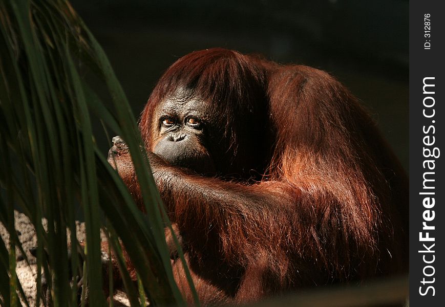 Orangutan Looking Over Arm