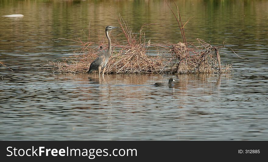 Heron Wading In Rio Salado. Heron Wading In Rio Salado