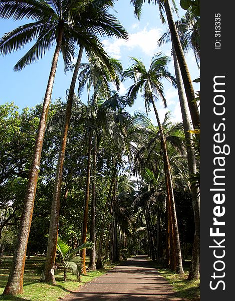 Walking along a pathway surrounded by high coconut trees. Walking along a pathway surrounded by high coconut trees...