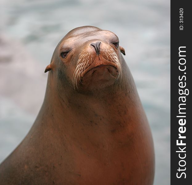 Sealion with a lazy look