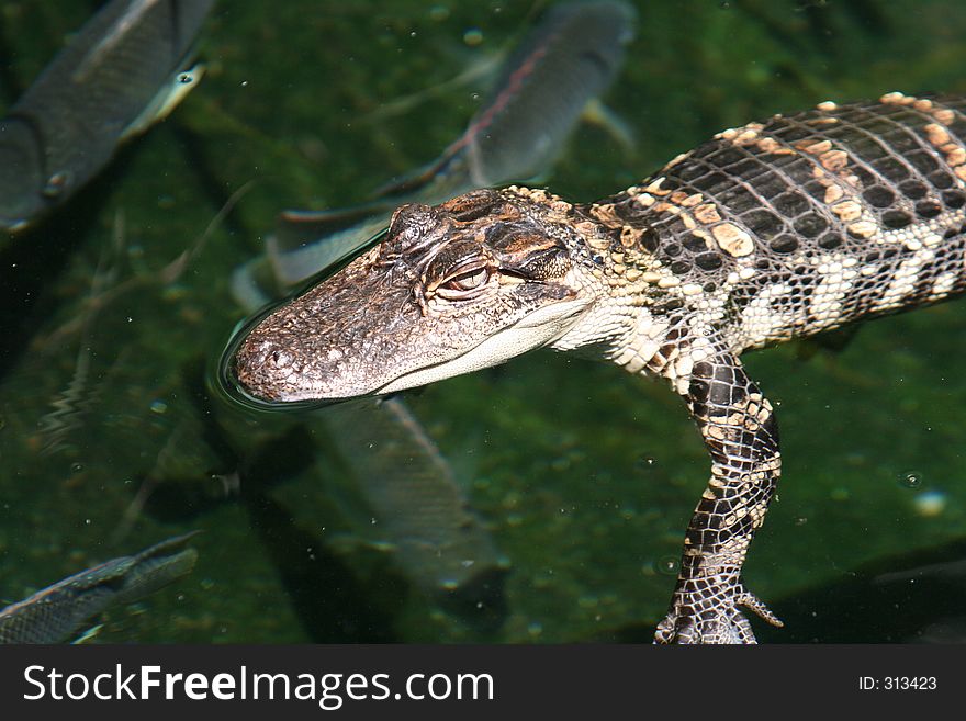 Baby Alligator Floating in the Water. Baby Alligator Floating in the Water