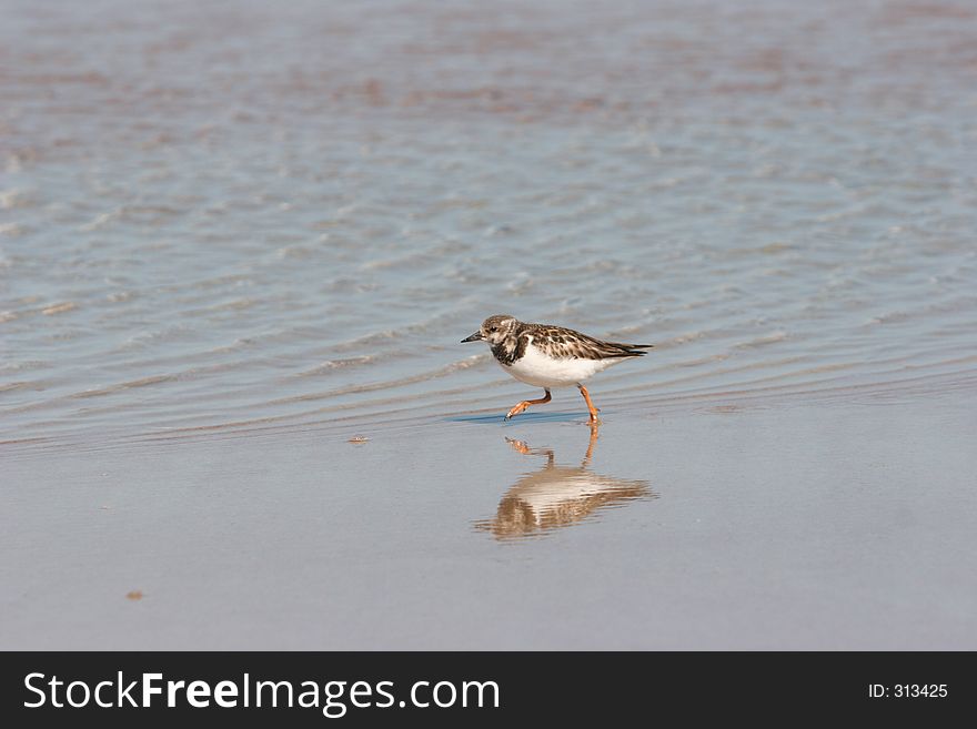 Plover On The Beach