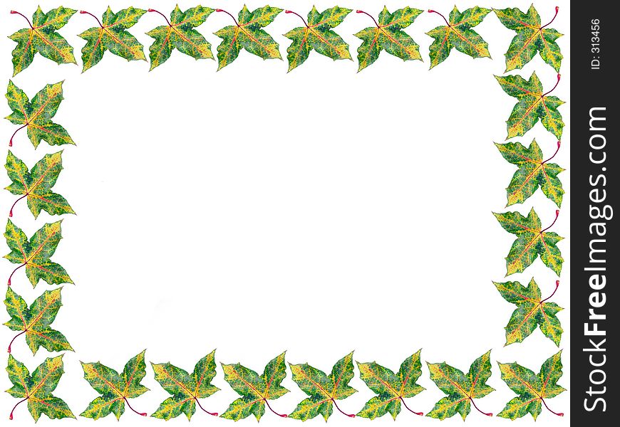 Framework of maple leaves. Framework of maple leaves