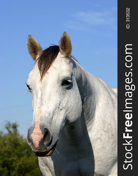 Dapple gray mare with sleepy expression, against blue winter sky, afternoon sunlight.