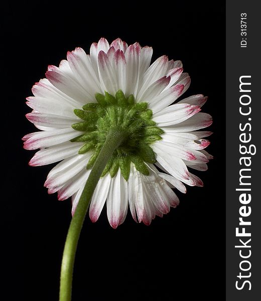 Single daisy, isolated, with clipping path. Single daisy, isolated, with clipping path