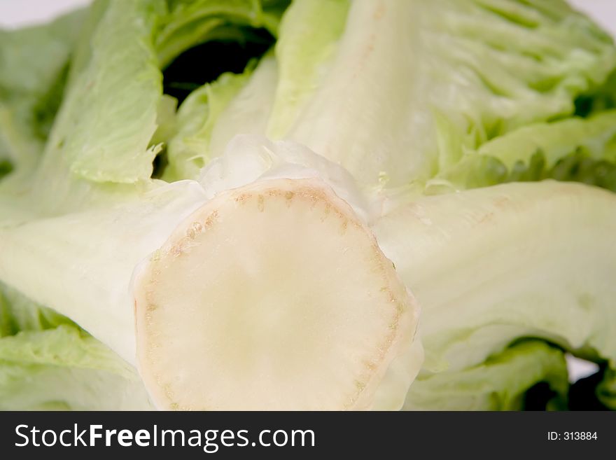 Lettuce close-up