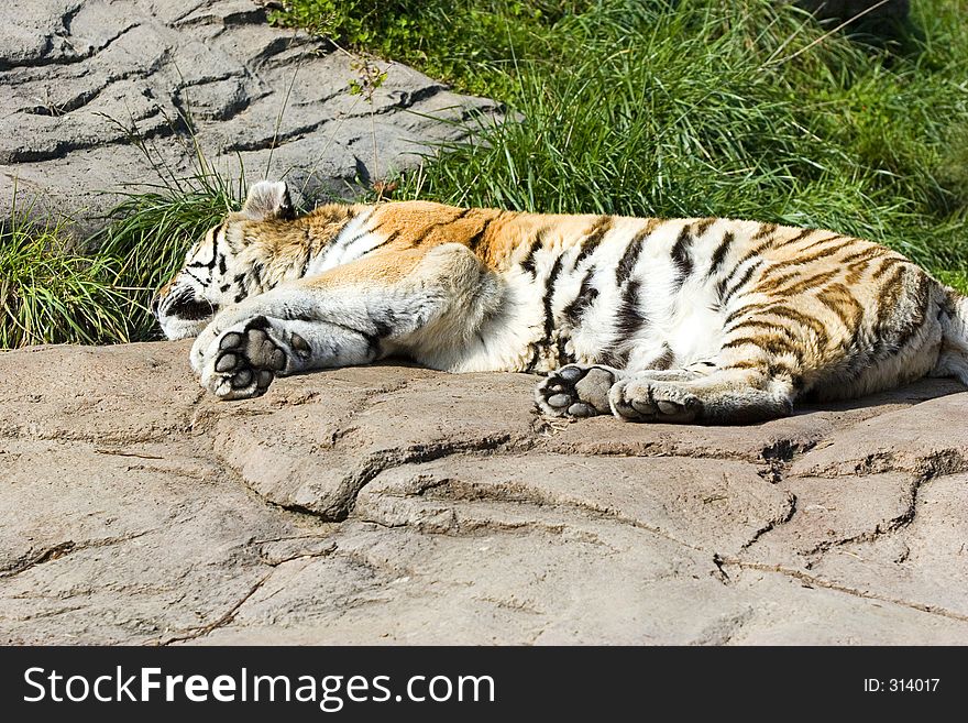 Baby tiger, enjoying a sunny afternoon. Baby tiger, enjoying a sunny afternoon.