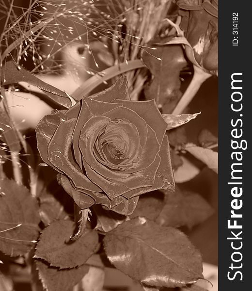 Red Rose (Sepia)