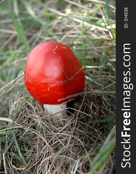 Red Mushroom in Grass Flatcap. Red Mushroom in Grass Flatcap