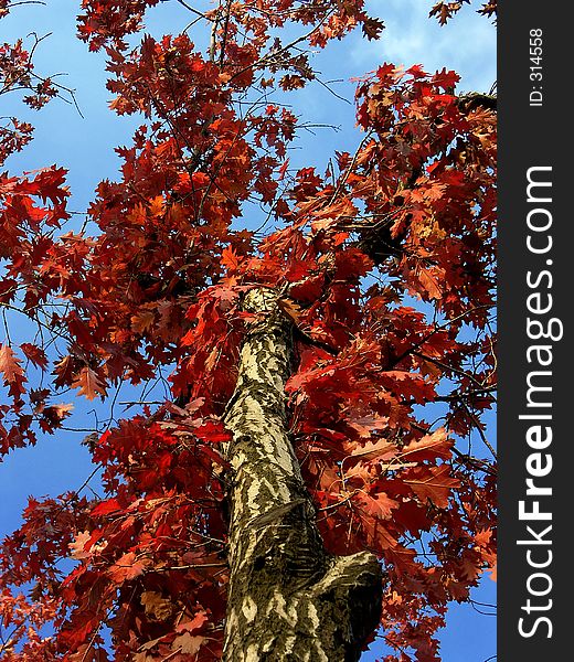 Tree with red autumnal leaves with a blue sky background