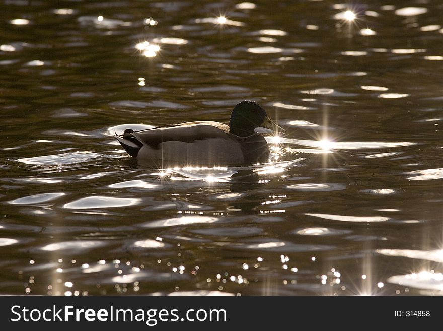 Mallard silhouetted by the sun at dusk