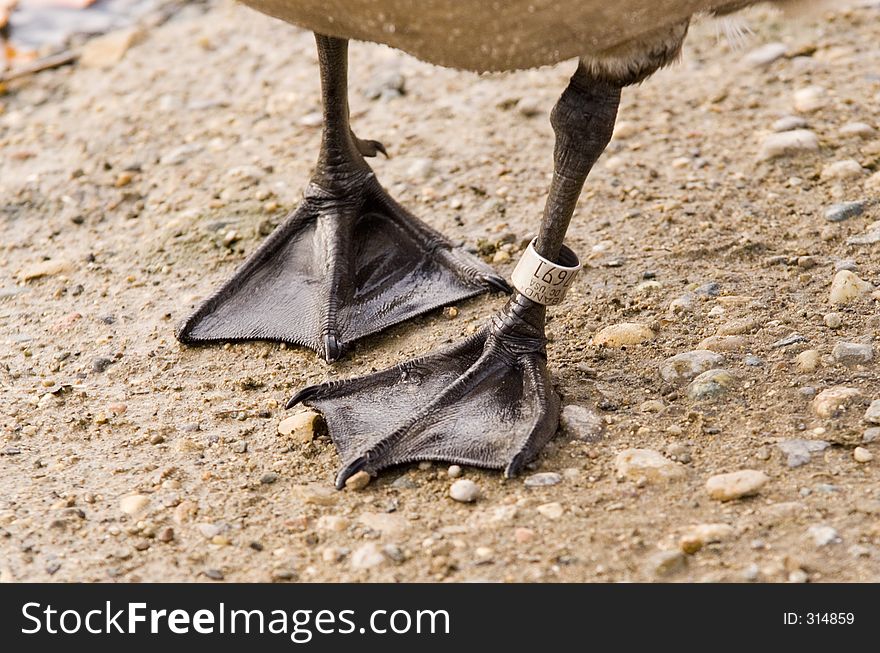 A banded goose leg. A banded goose leg