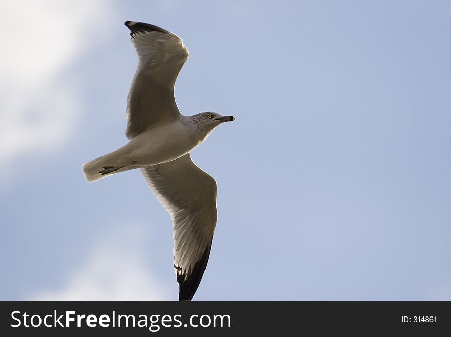 High soaring seagull. High soaring seagull