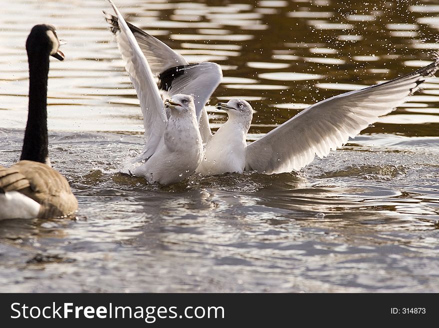 Two seagulls frightend by a goose. Two seagulls frightend by a goose