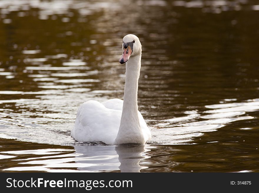 Swan in a small pond. Swan in a small pond
