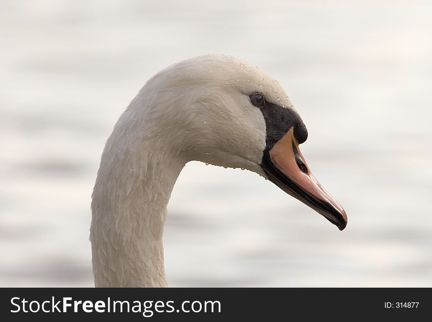 Close-up of a swan head