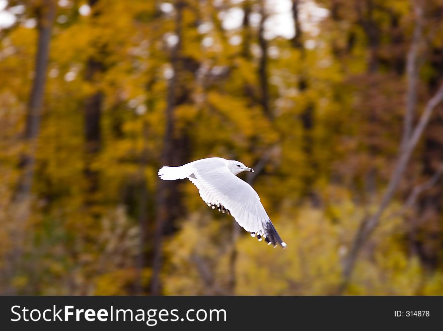 Fast flying gull. Fast flying gull