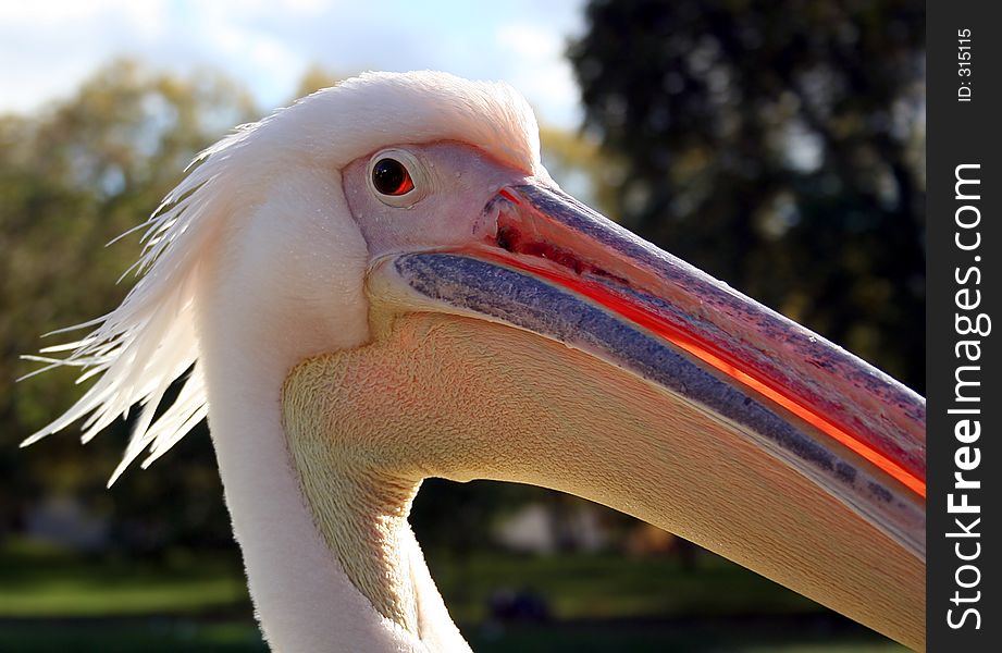 Close-up of Pelican. Close-up of Pelican