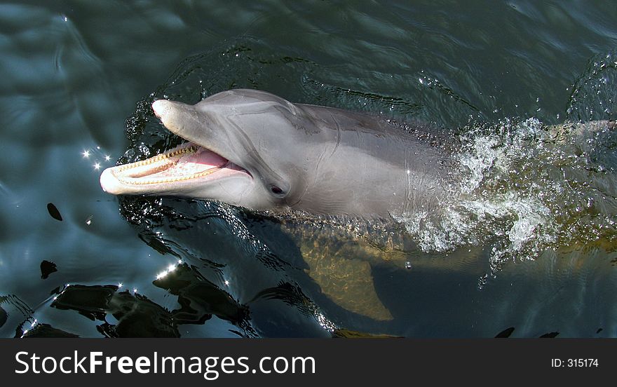 A dolphin from Florida