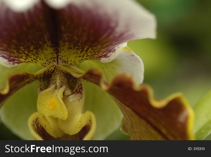 Green and Maroon Pahiopedilum Orchid
